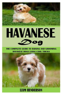 Havanese Dog