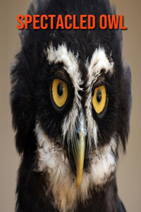 Spectacled Owl