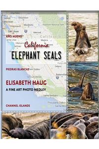 California Elephant Seals