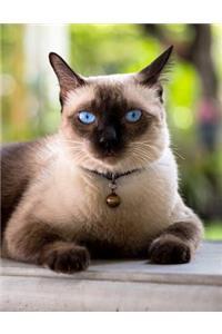 Siamese