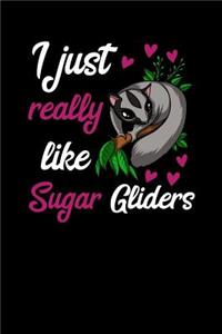 I Just Really Like Sugar Gliders