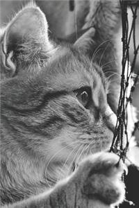 The Curious Cat Cannabis Journal