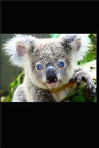 Blue-Eyed Koala Bear