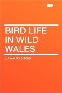 Bird Life in Wild Wales
