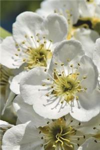 Michigan State Flower - Apple Blossom Journal