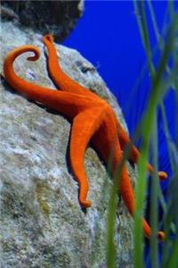 Orange Starfish Journal