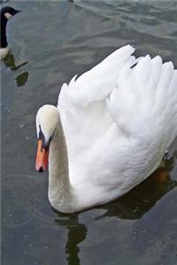 Beautiful White Mute Swan on a Pond, Birds of the World