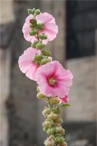 Pink Hollyhocks Flower Journal