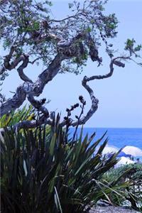 A View of the Ocean through the Trees in California Journal