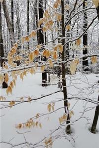 Winter Photography Journal