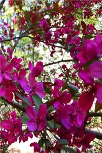 Springtime Journal Flowering Tree Branches Full Bloom