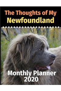 The Thoughts of My Newfoundland