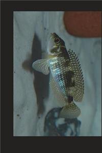 African Cichlid Lamprologus from Lake Tanganyika Journal