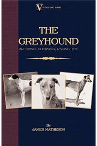 Greyhound