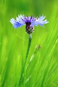 A Cornflower - Lined Notebook with Margins