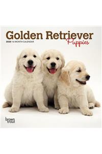 Golden Retriever Puppies 2020 Mini 7x7