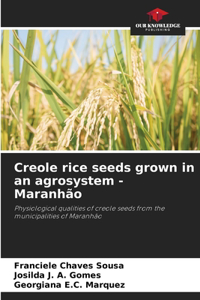 Creole rice seeds grown in an agrosystem - Maranhão