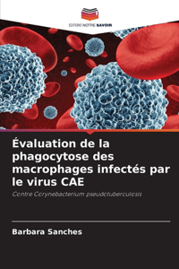 Évaluation de la phagocytose des macrophages infectés par le virus CAE