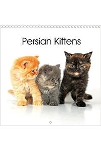 Persian Kittens 2018