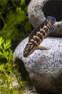 African Cichlid Fish (Julidochromis Transcriptus) Journal