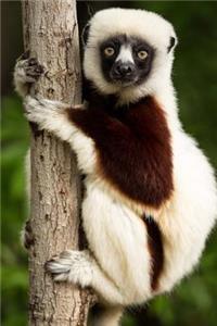 Too Adorable Coquerel's Sifaka Lemur Madagascar Journal