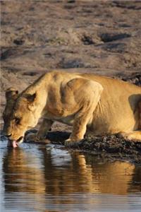 Lioness Drinking in Zimbabwe, Africa Journal
