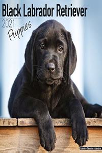 Black Labrador Puppies 2021 Wall Calendar