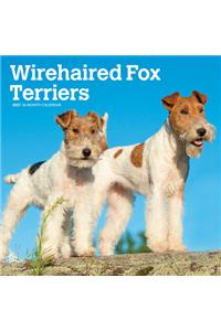 Wirehaired Fox Terriers 2021 Square
