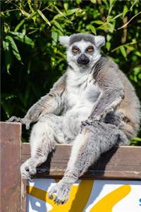Lemur Has His Eye on You Journal