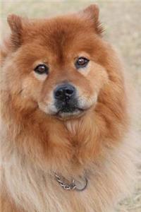 Chow Chow Dog Notebook