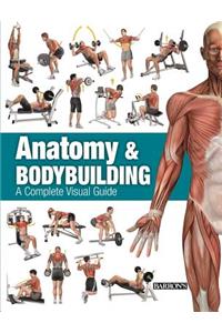 Anatomy & Bodybuilding