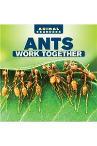 Ants Work Together