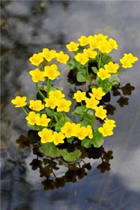 Pretty Yellow Kingcup Marsh-Marigold Caltha palustris Flower Journal