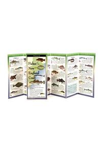 Fishes of the New England Coast
