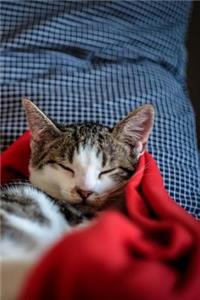 Black and White Kittens Sleeping in Red Blanket