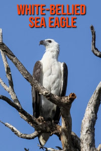 White-Bellied Sea Eagle