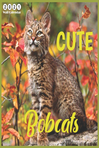 Cute Bobcats
