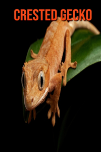 Crested Gecko