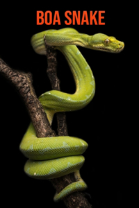 Boa Snake