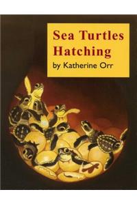Sea Turtles Hatching