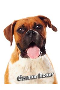 Boxer Dog