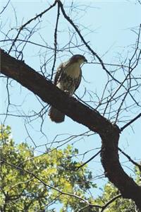 The Chicken Hawk Journal