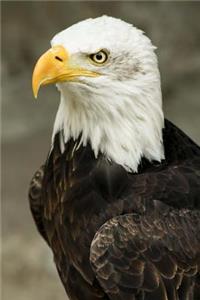 Majestic Eagle Portrait Journal