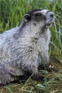 Marmot Animal Journal