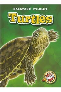 Turtles