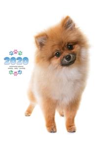 2020 Pomeranian Planner - Weekly - Daily - Monthly