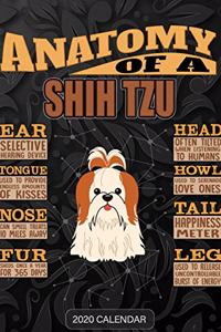 Anatomy Of A Shih Tzu