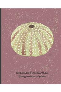 Shell from the Purple Sea Urchin Strongylocentrotus purpuratus