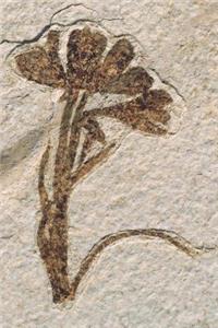 Flower Fossil Journal