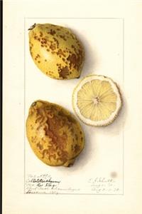 Nutrition Journal Notebook